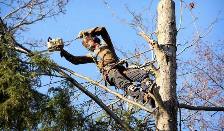 Fotka - Výzva na vykonanie výrubu /okliesnenia/ stromov a iných porastov  