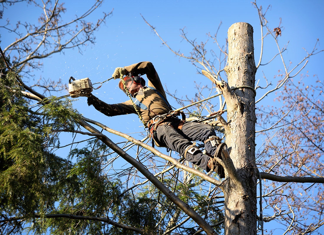 Fotka - Výzva na vykonanie výrubu /okliesnenia/ stromov a iných porastov