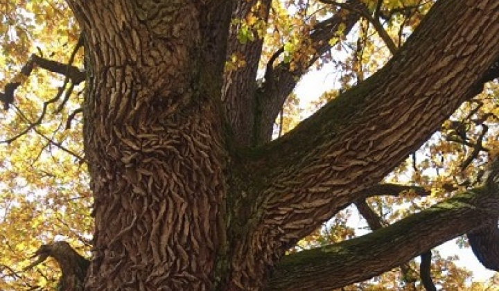 Fotka - Stanovisko Štátnej ochrany prírody SR- Dub letný 