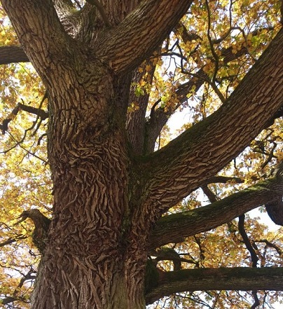 Fotka - Stanovisko Štátnej ochrany prírody SR- Dub letný